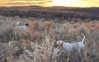 Oklahoma Guided Quail Hunts