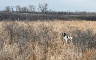 Oklahoma Quail Hunting Guides