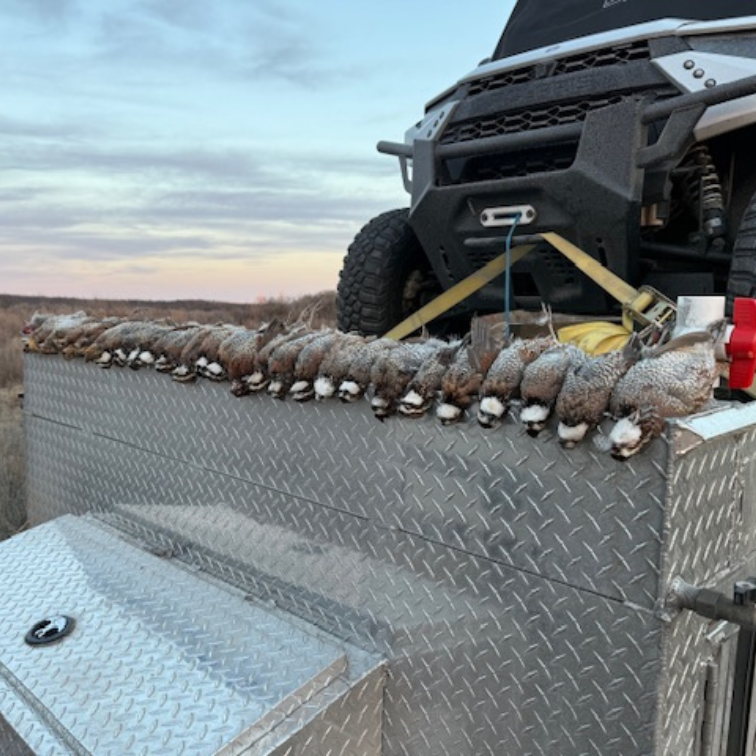 Oklahoma Quail Hunting Guides