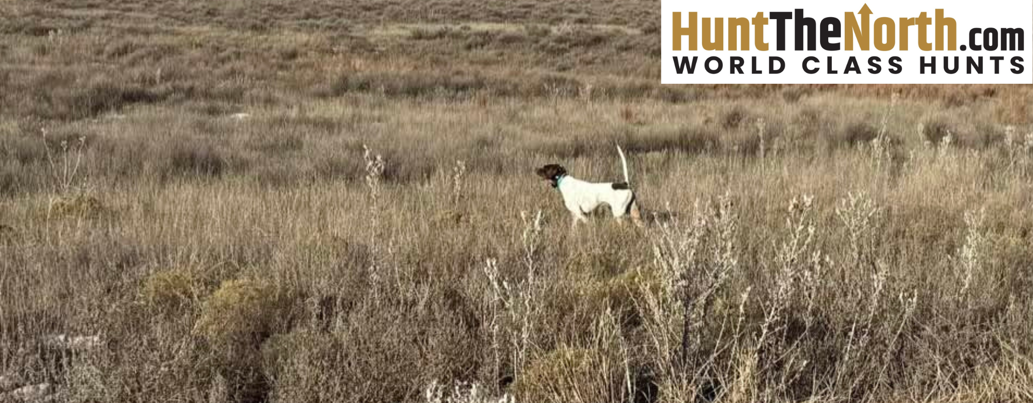 Oklahoma Quail Hunting Outfitters
