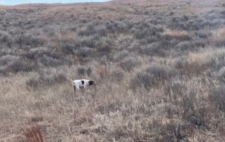 Oklahoma Upland Bird Hunting Guides