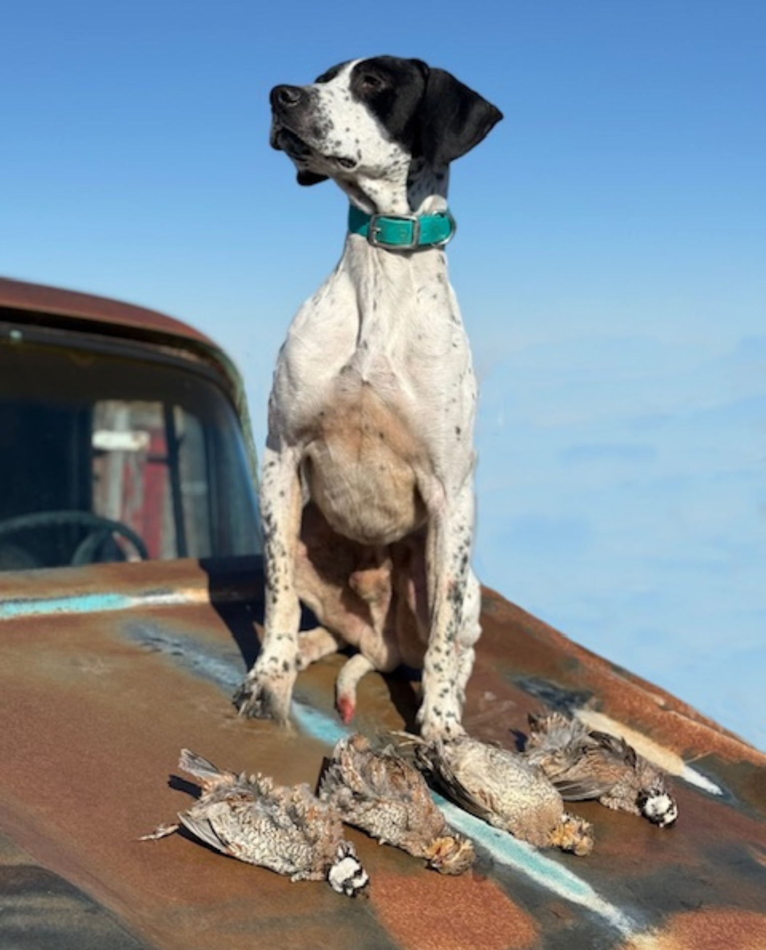 Oklahoma Upland Bird Hunting Guides