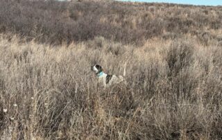 Oklahoma Upland Bird Hunting Outfitters