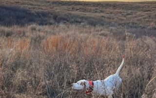 Oklahoma Upland Hunting