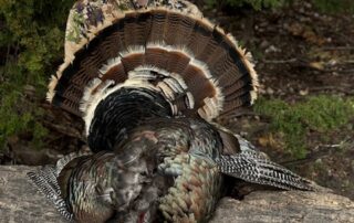 Turkey Hunting Outfitters